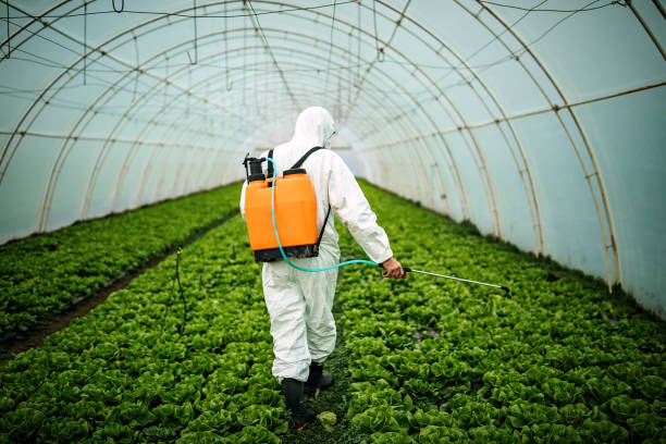 Best Local Pest Control Services  in Limestone Creek, FL