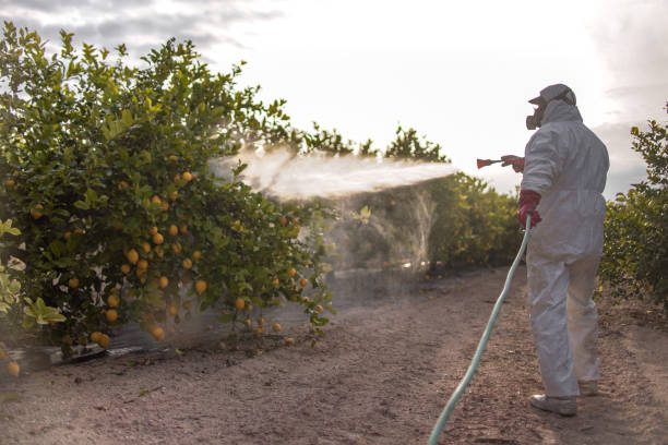 Best Pest Inspection Near Me  in Limestone Creek, FL