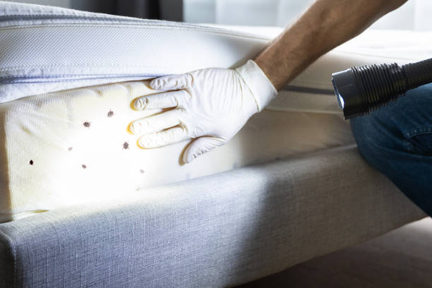 Professional Pest Control in Limestone Creek, FL