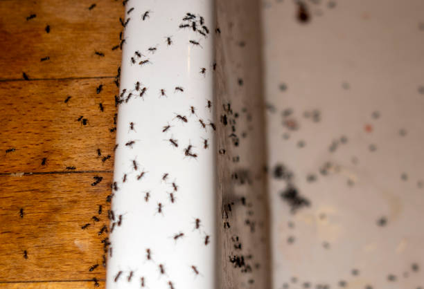 Best Mosquito Control Services  in Limestone Creek, FL