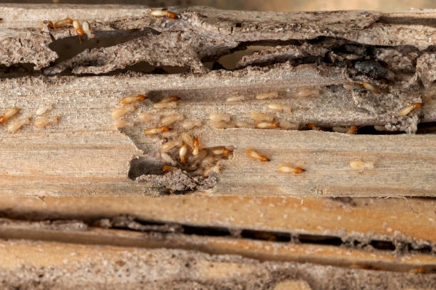 Best Rat Extermination Near Me  in Limestone Creek, FL