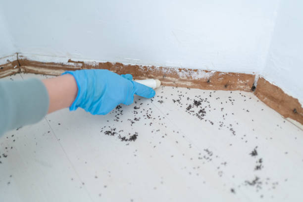 Best Residential Pest Control  in Limestone Creek, FL